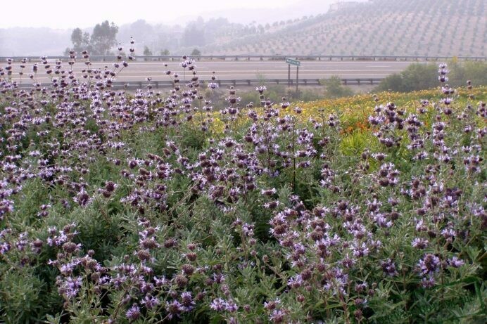Salvia clevelandii