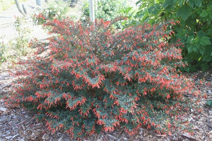 Cuphea 'David Verity'