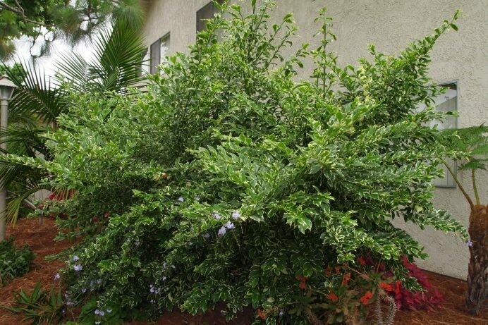 Duranta repens ‘Skyflower’