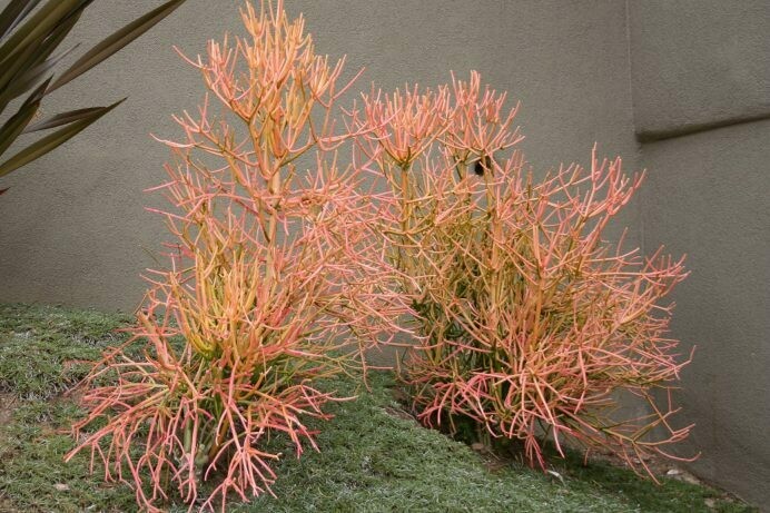 Euphorbia tirucalli ‘Flame’