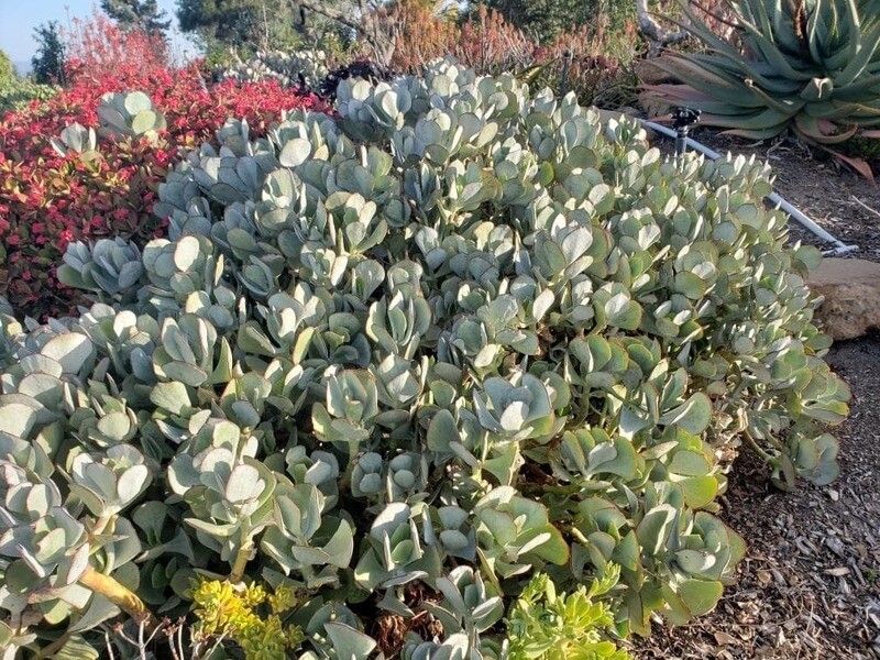Cotyledon orbiculata hyb.