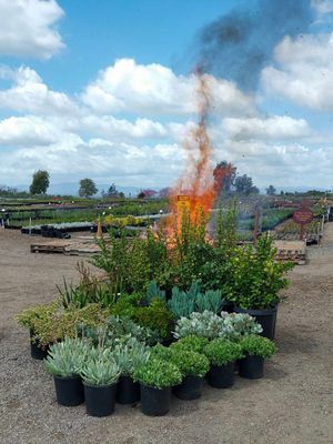HOT SHOTS- Fireproof plants selection