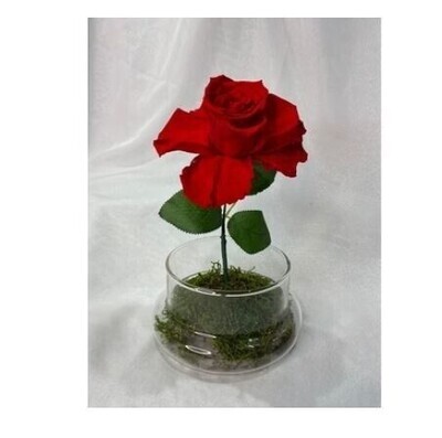 Roses préservées